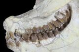 Fossil Oreodont (Leptauchenia) Skull - Wyoming #176506-7